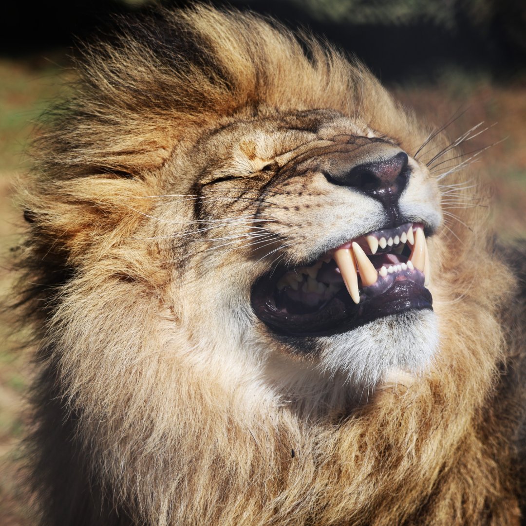 FOUR PAWS South Africa tweet media