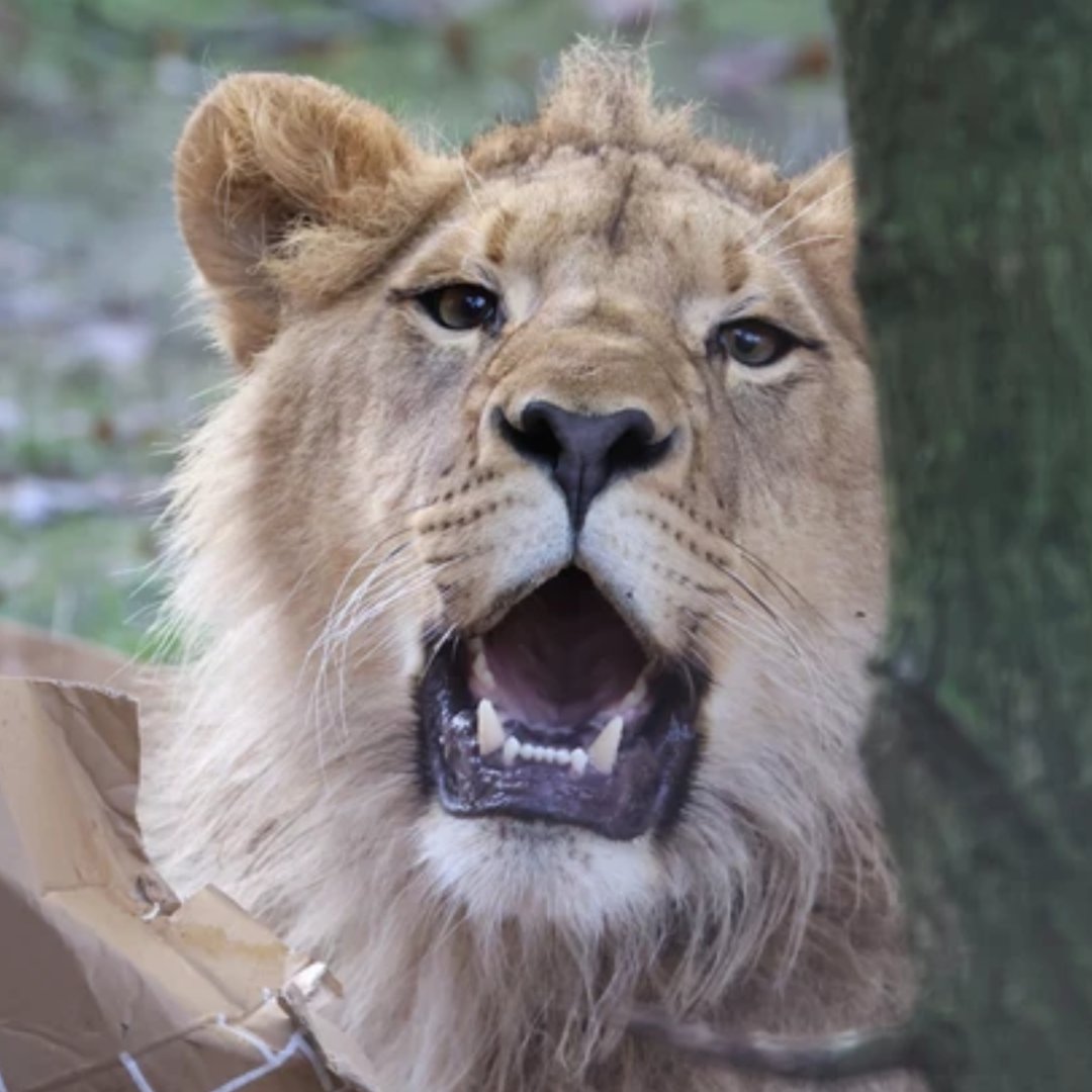 FOUR PAWS South Africa tweet media