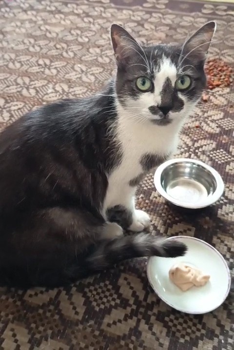 Micka:,,Já jsem taky na mrtvici! Dej mi lososa,to pomáhá!!"😂😂😍