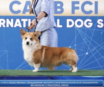 tmcorgi's tweet photo. @din_alt1 Подскажите, а вы являетесь экспертом по породе, ветврачом? Хотя бы заводчиком? Мне просто интересно почему человек, видевший корги только издалека делает такие жесткие выводы по «вырождению» всей породы и что кто-то там «поголовно больной». https://t.co/M90cudCzpl