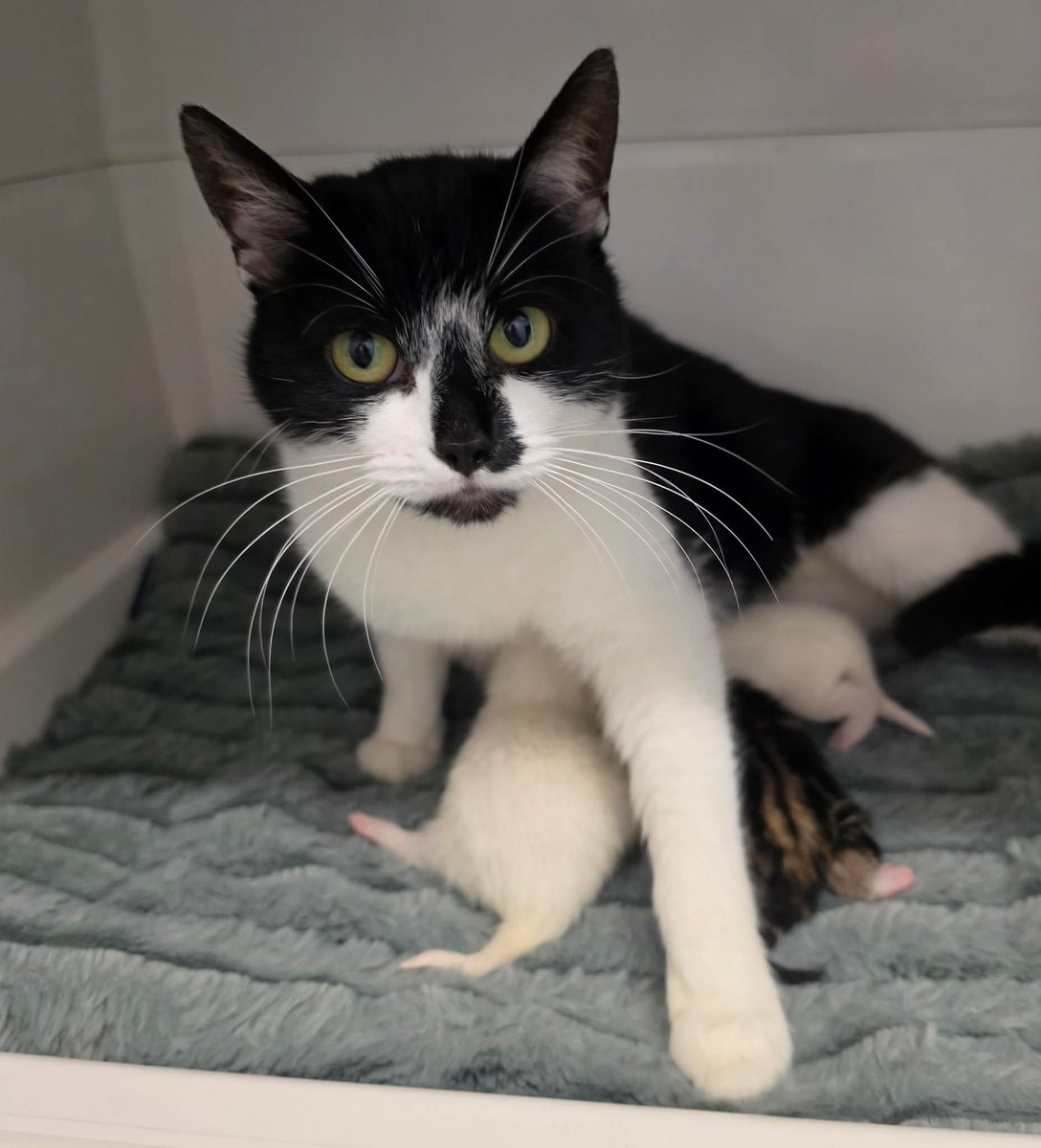 Bradford Cat Watch Rescue tweet media