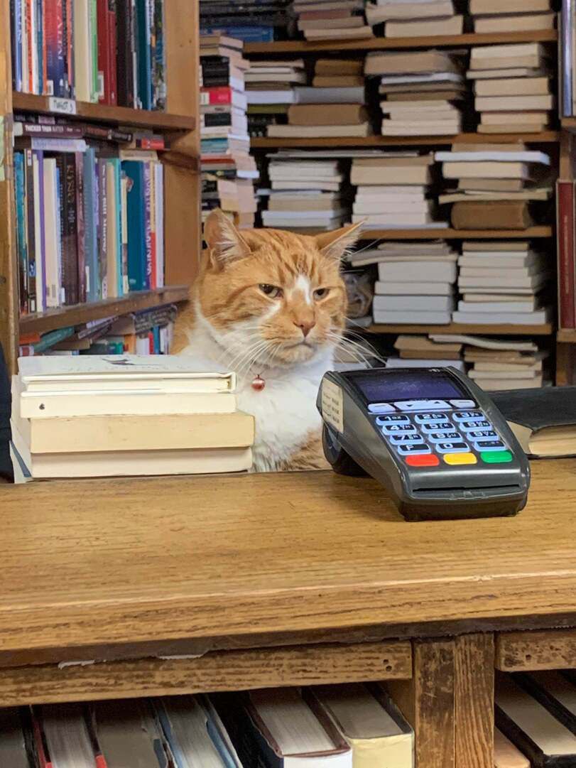 🎄🐾Лапкой бяк🐾🎄 tweet media