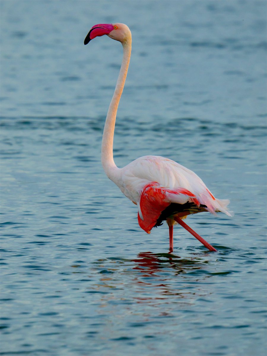 Paulista (bis). tweet media