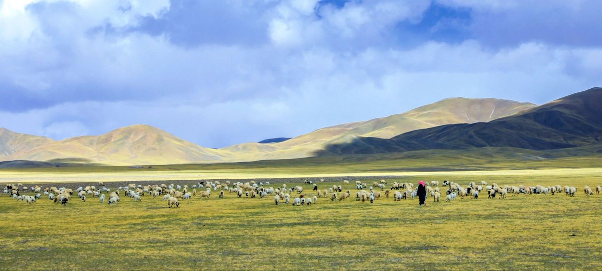 90野马(互关互评） tweet media