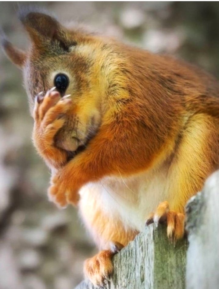 Wolfgang Wege tweet media