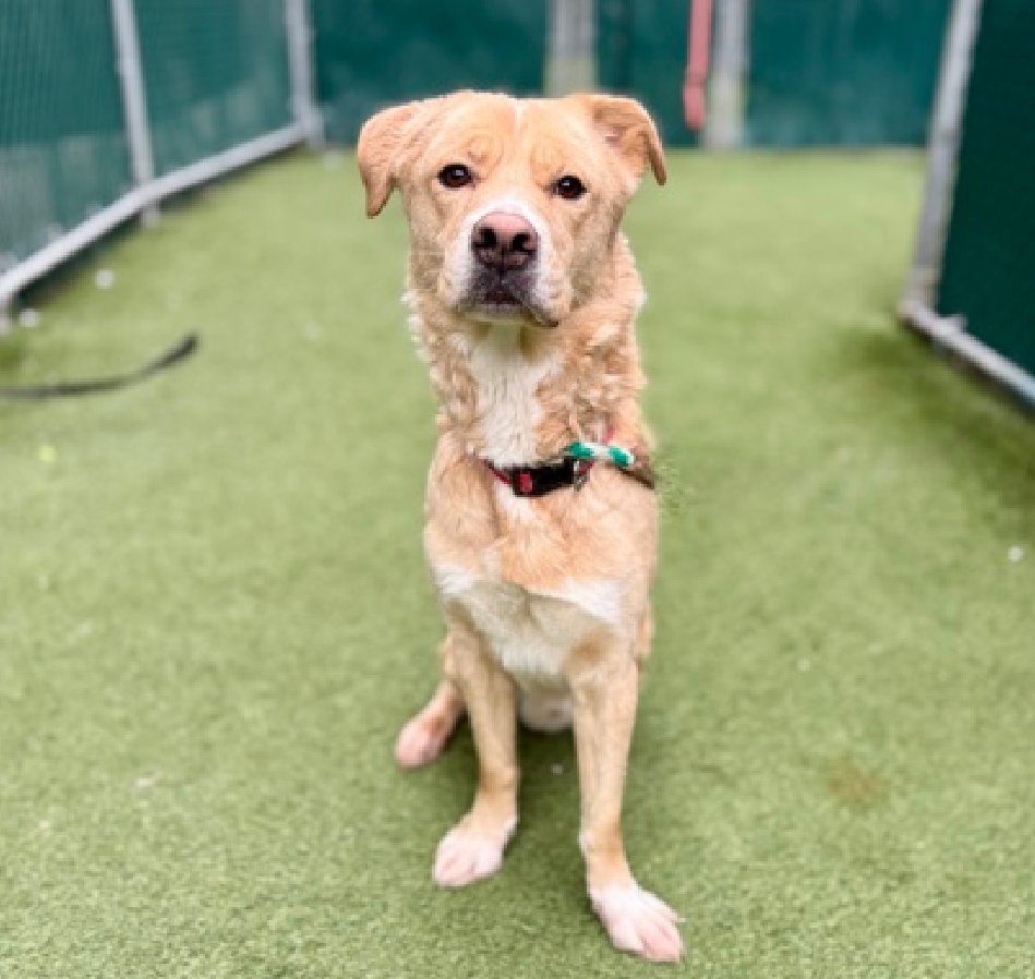 Cozy Paws🐾 tweet media