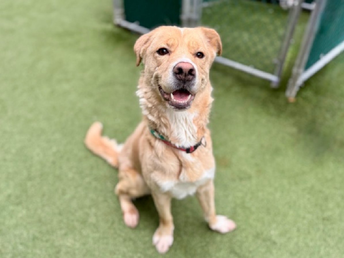 Cozy Paws🐾 tweet media