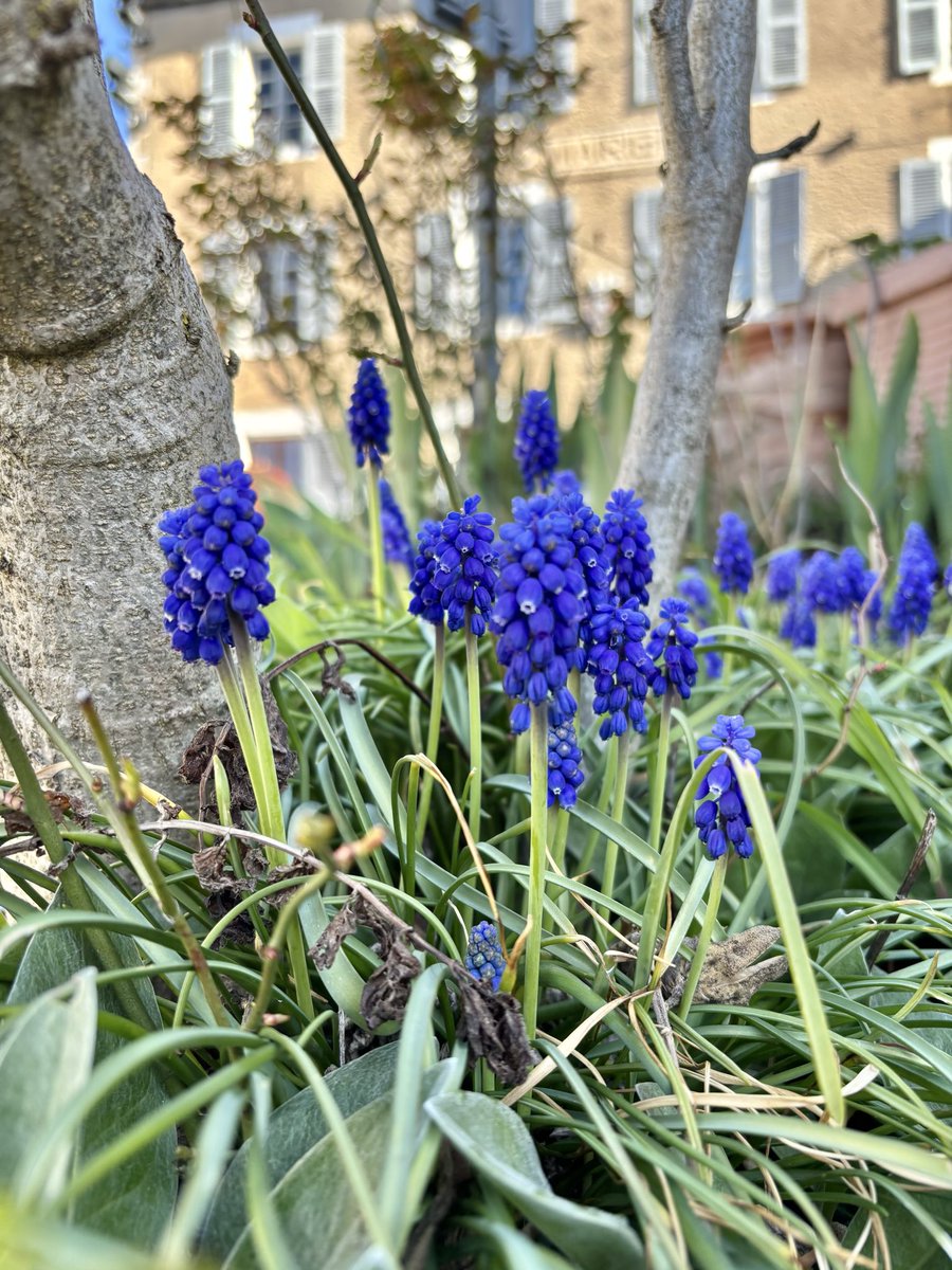 Massif du Sancy tweet media