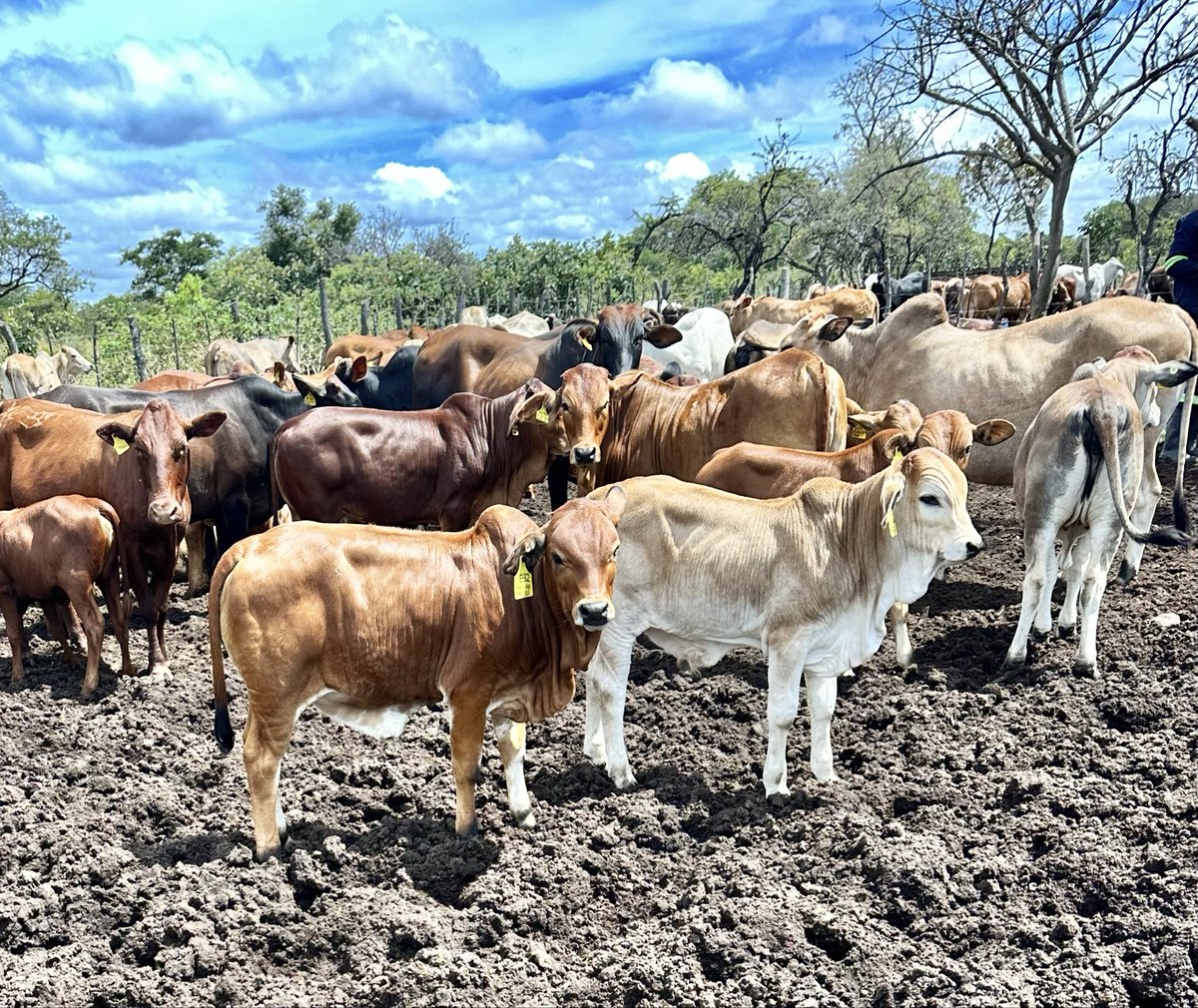 Savheya veFashion tweet media