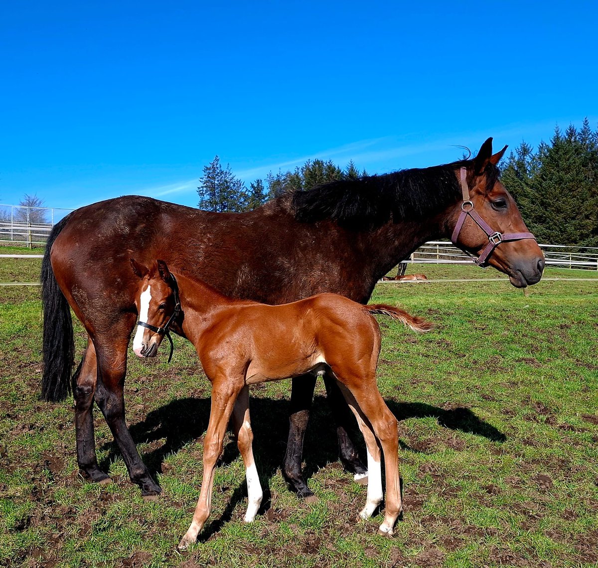 Ferdlant Stud tweet media