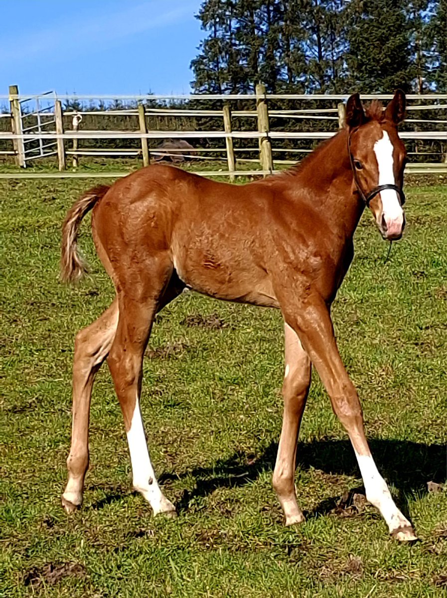 Ferdlant Stud tweet media