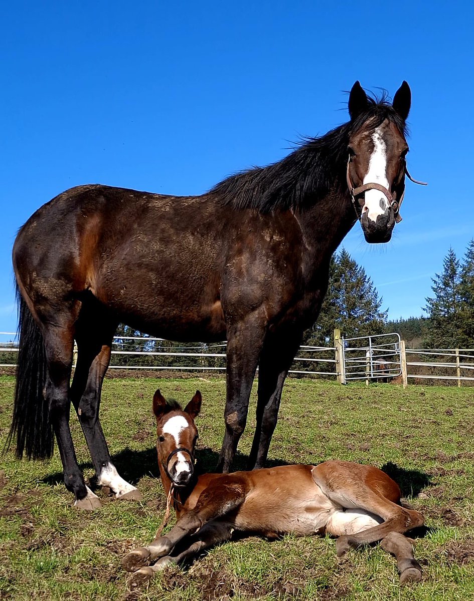 Ferdlant Stud tweet media