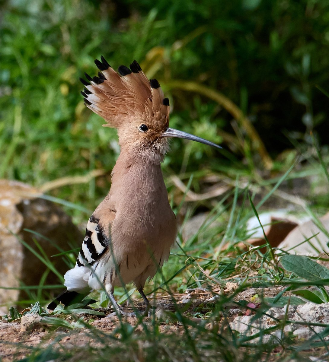 paul hayes tweet media