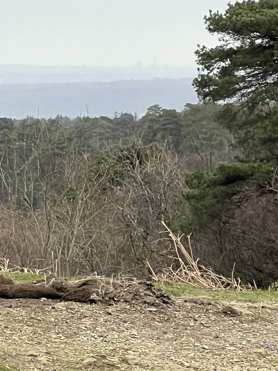 TiCL (NO to a blue tick) tweet media