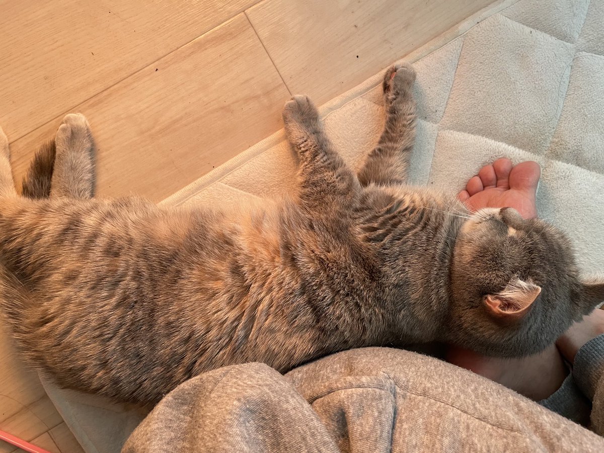 たりま姫 tweet media