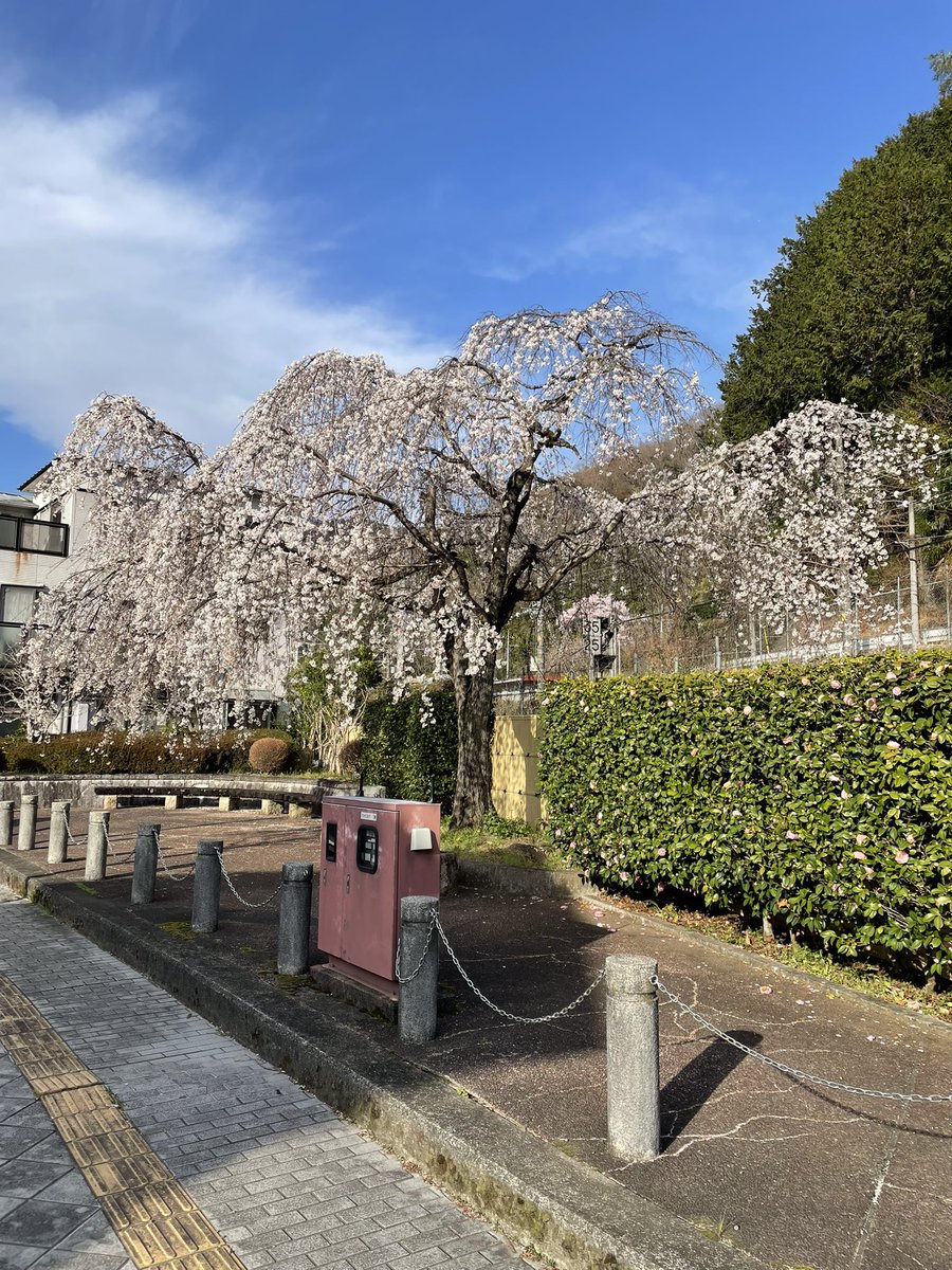 br2c74's tweet photo. 身延山久遠寺のしだれ桜を見たかったが行けなかったので、代わり(？)に身延駅のしだれ桜 https://t.co/YpJPWMY54K