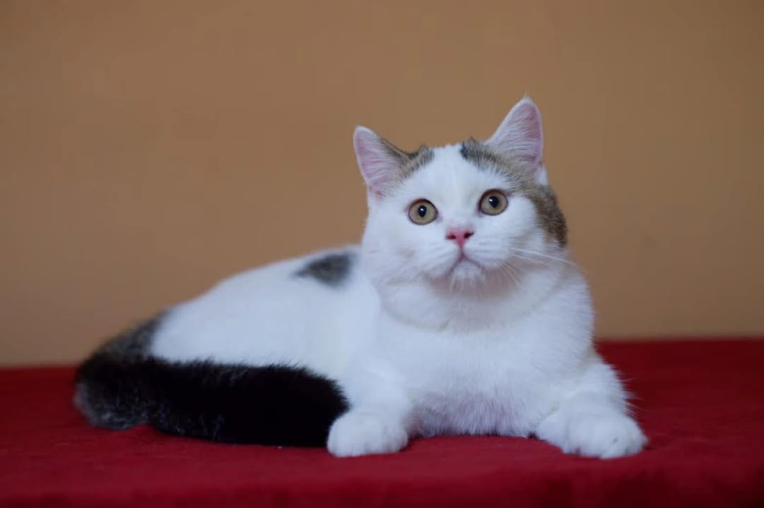 Catster & Co บ้านพักพิงแมวจร tweet media