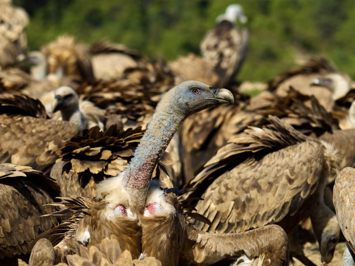 Paulista (bis). tweet media