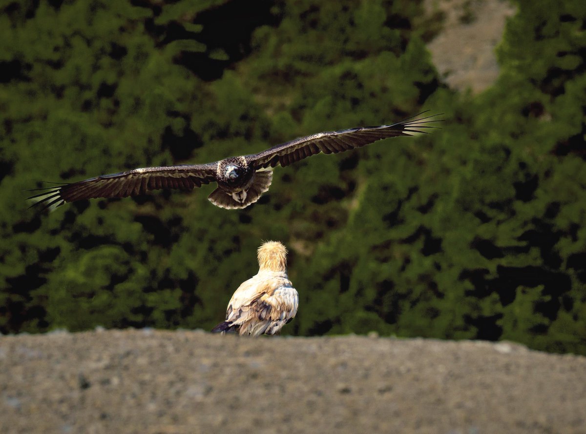 Paulista (bis). tweet media