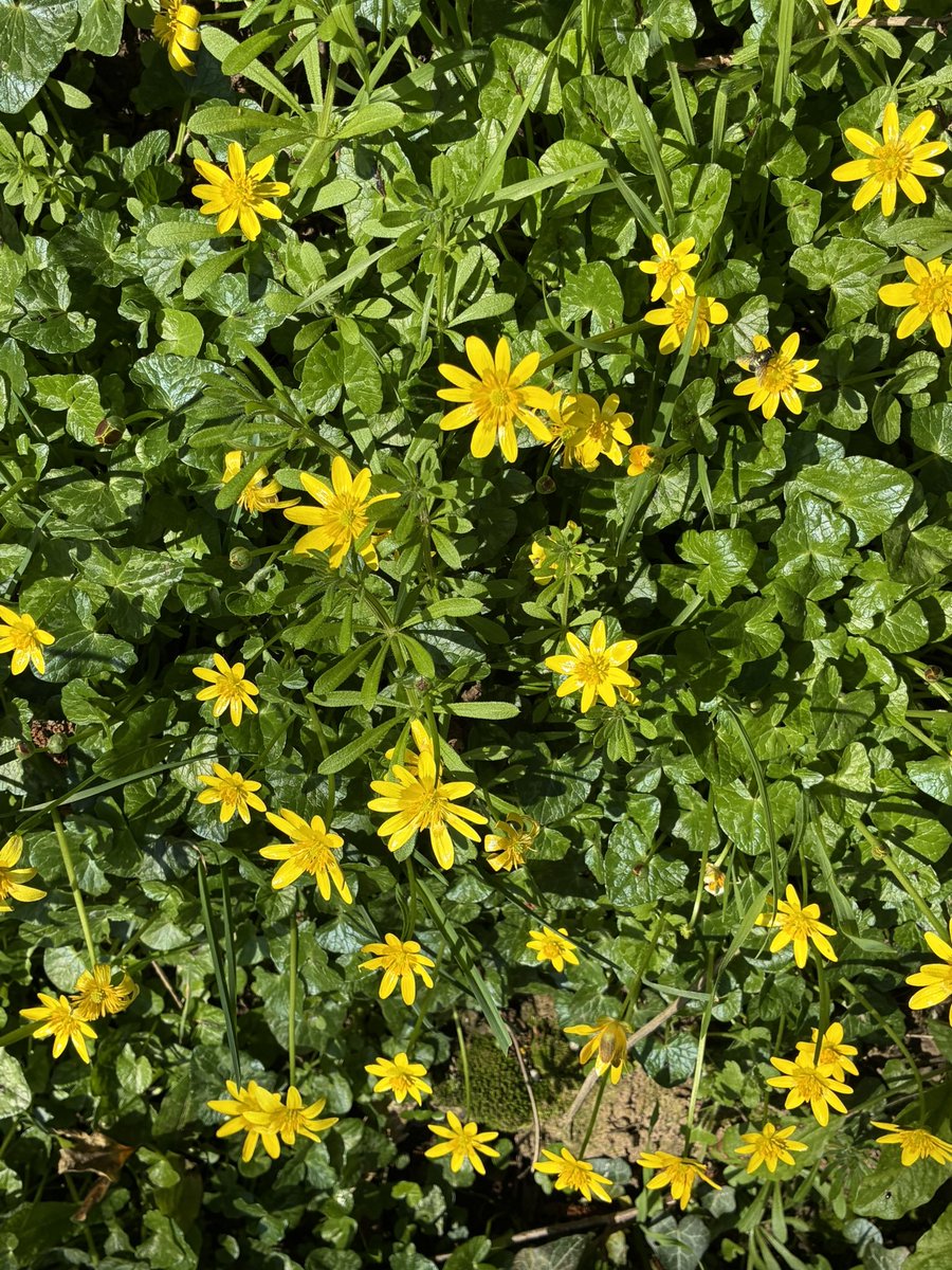 Tom Jameson 🐝 tweet media