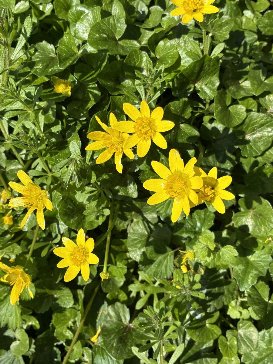 Tom Jameson 🐝 tweet media