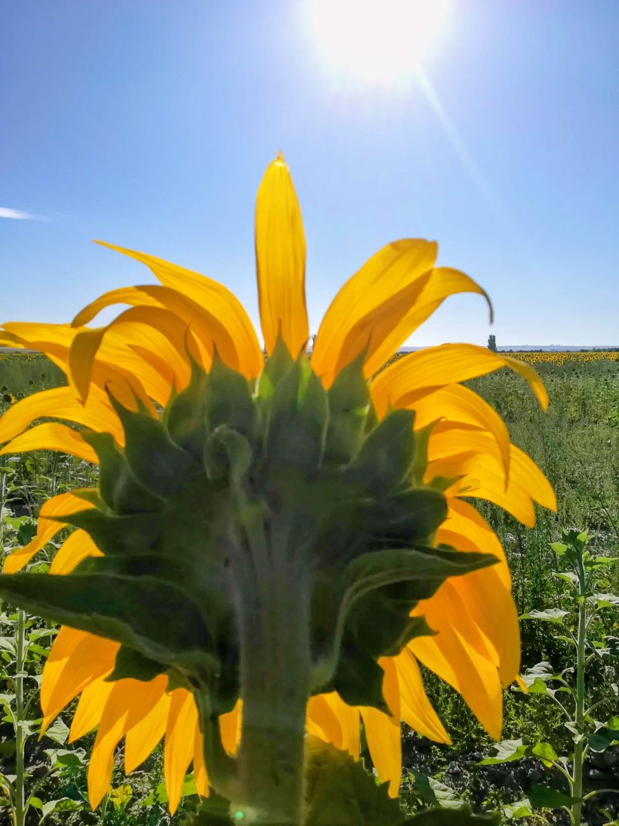 María Prieto tweet media