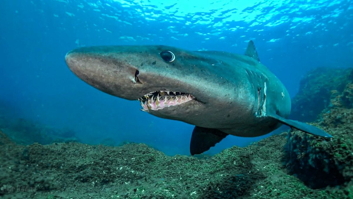 Industrias Pesqueras tweet media