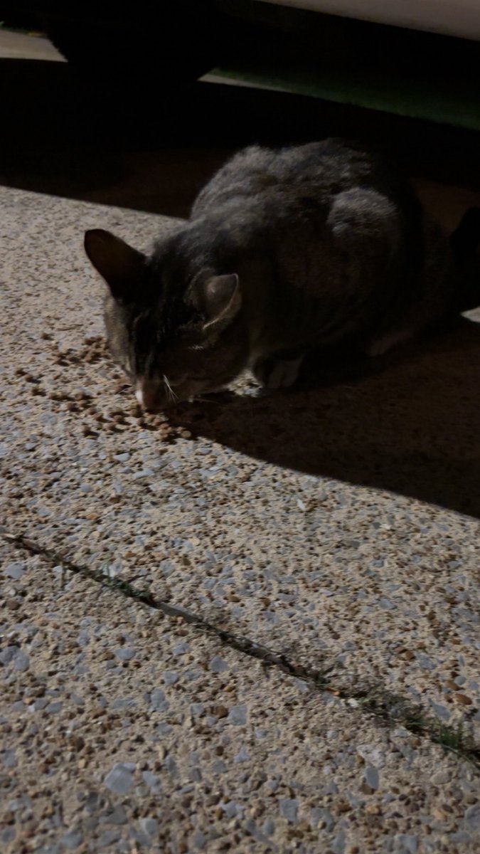 Blueweeping's tweet photo. feeding a random cat at 3am https://t.co/Mjn7JAbe82