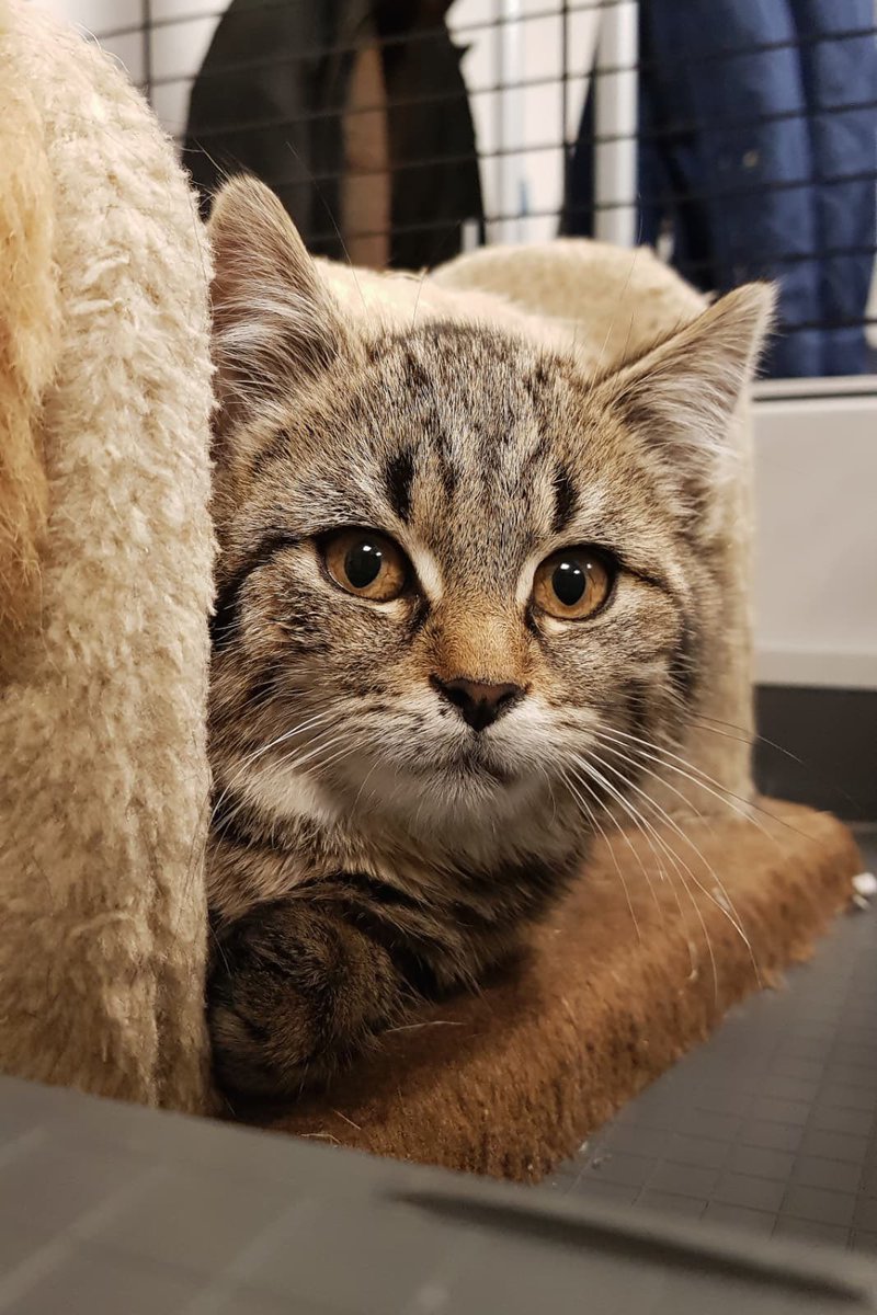 SAZ - Stichting Amsterdamse Zwerfkatten tweet media