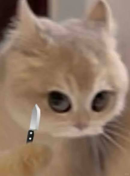 Cat Posted tweet media