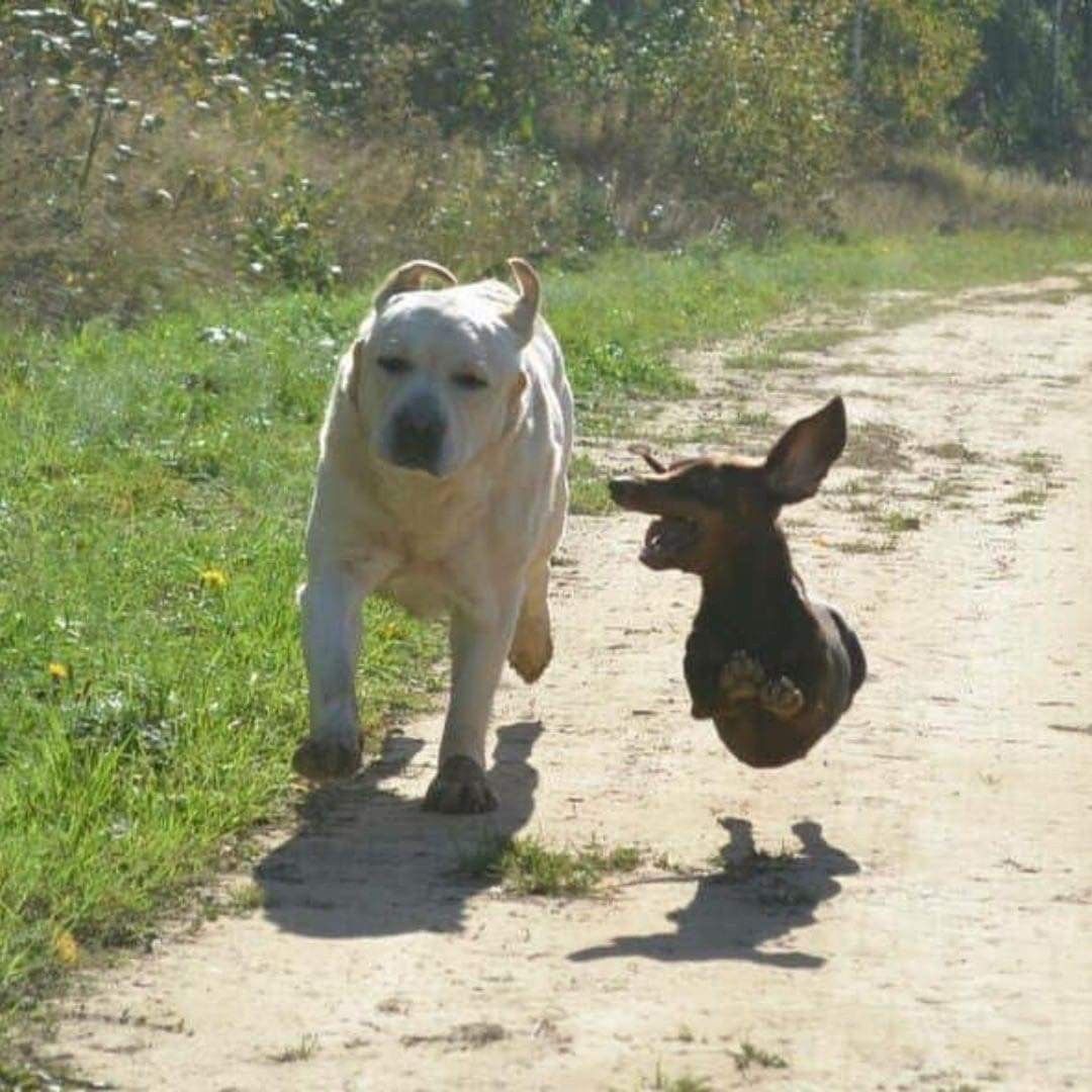 everything dogs 🐶 tweet media