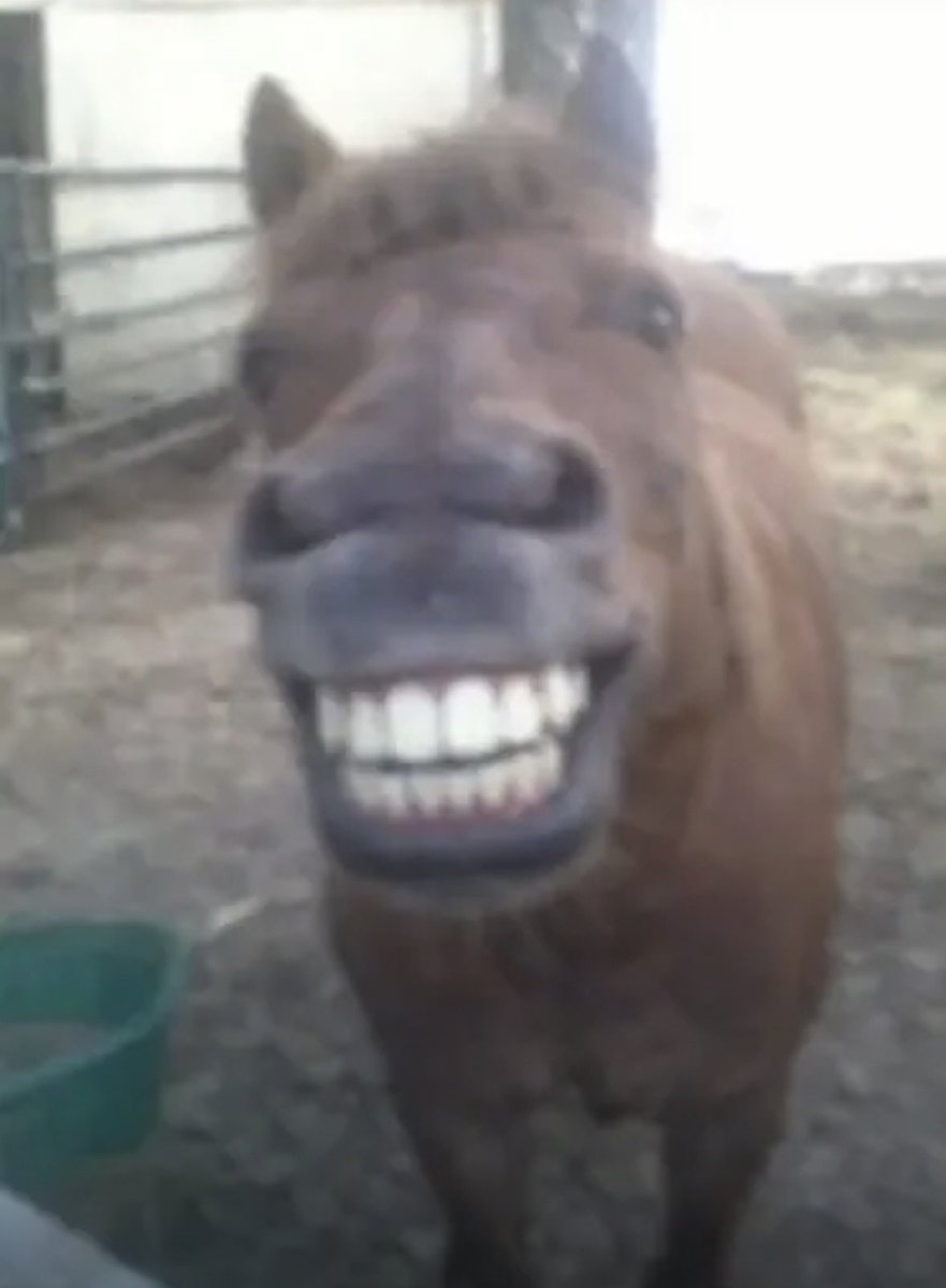 nickhausen 🧛🏻 | badémeister 💦 tweet media