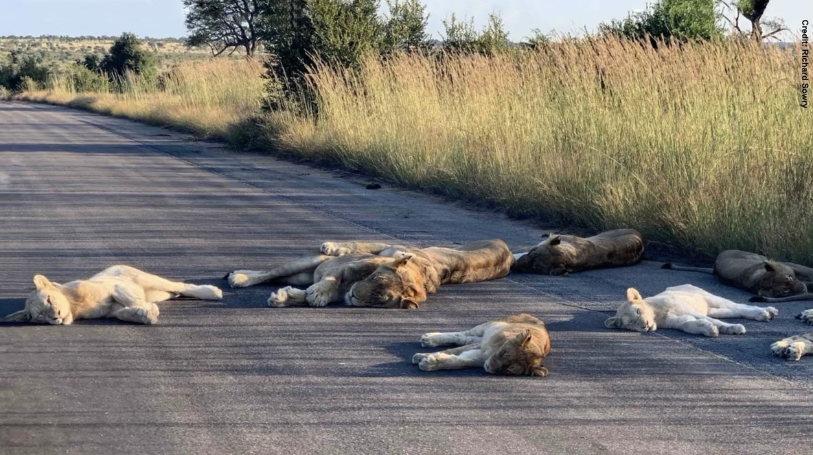 Dr Tom Montgomery tweet media