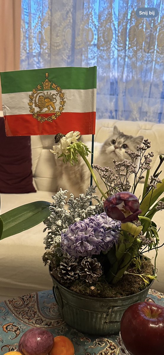 👑Mina Pirooz👑 tweet media