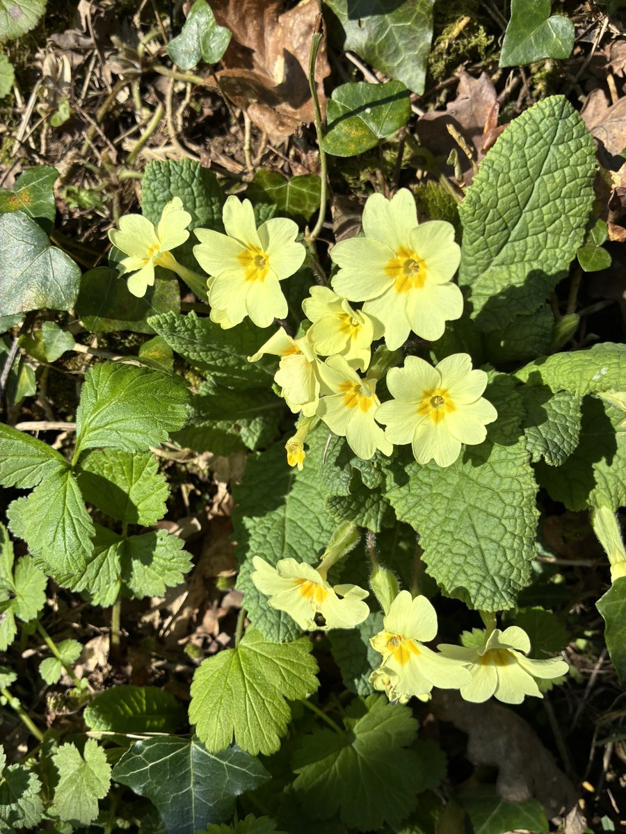 Tom Jameson 🐝 tweet media