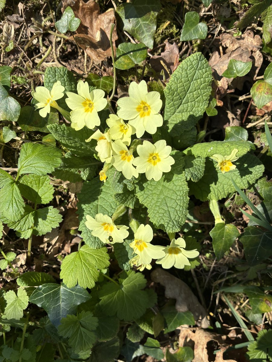 Tom Jameson 🐝 tweet media