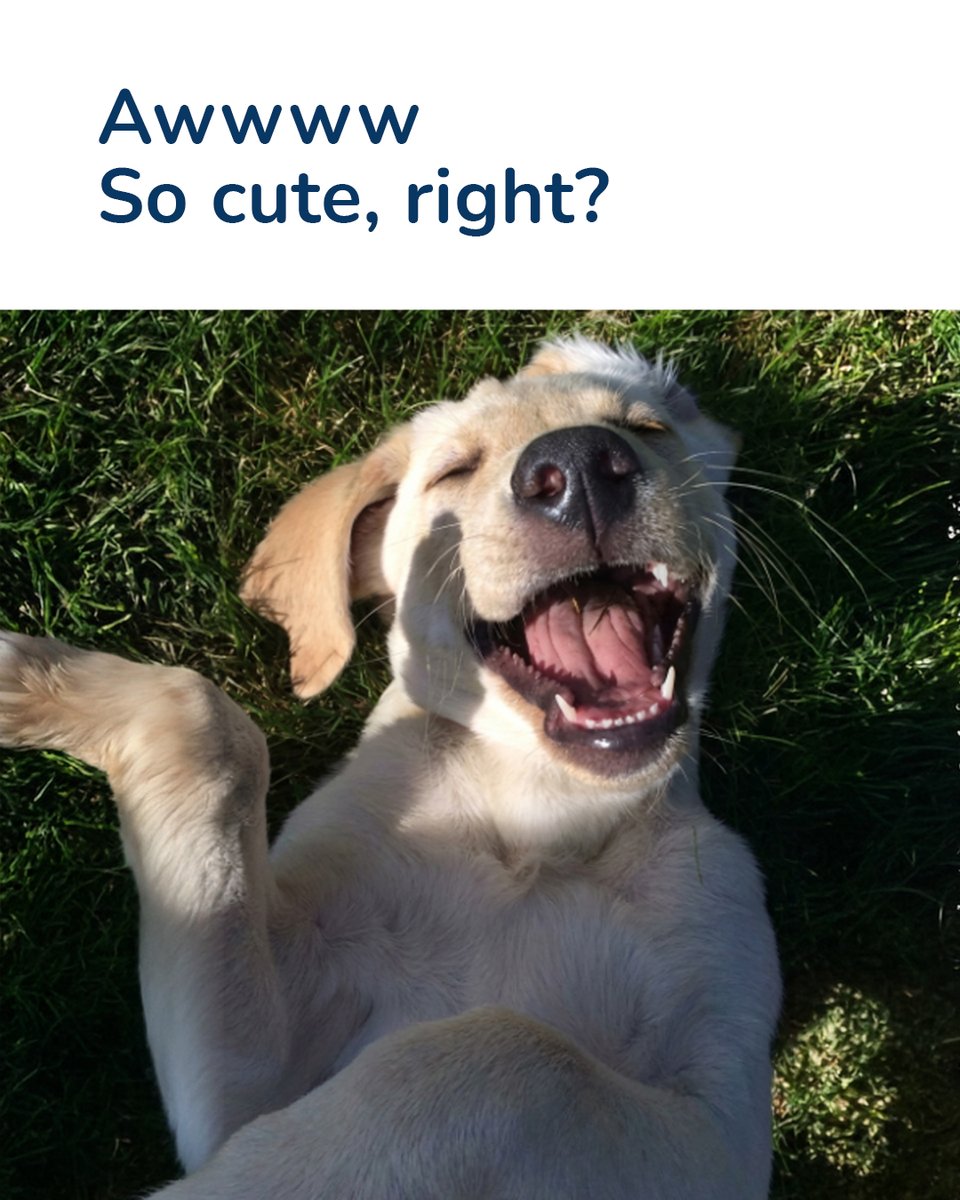 Zigly Pet Care tweet media