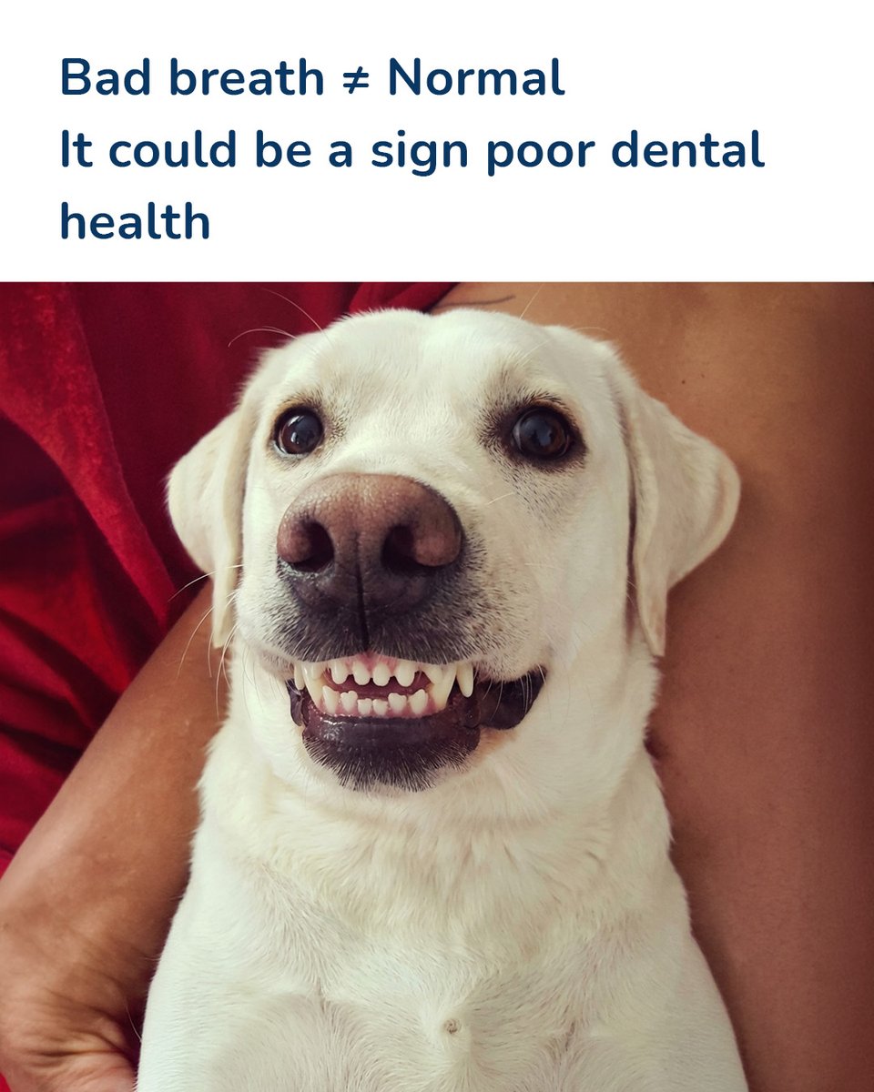 Zigly Pet Care tweet media