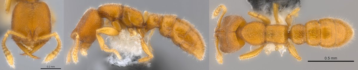 BDJournal tweet media