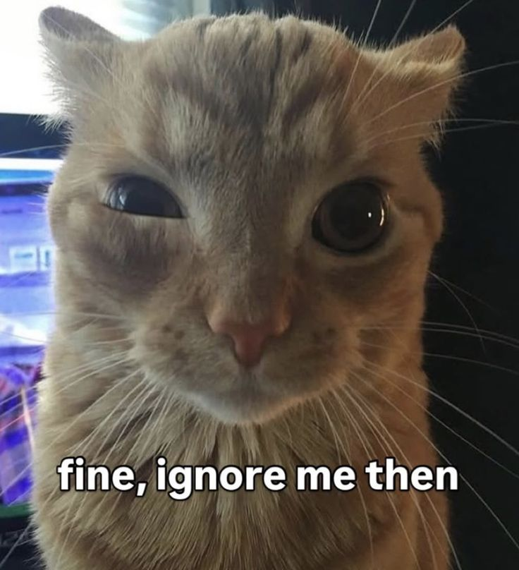 Cat Posted tweet media