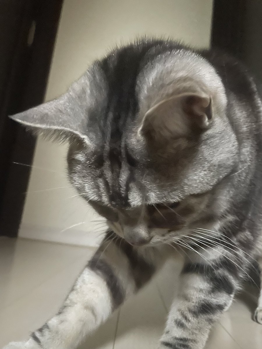 床に落ちてた何かが気になるにゃんこ

#猫のいる暮らし
#猫好きさんと繋がりたい