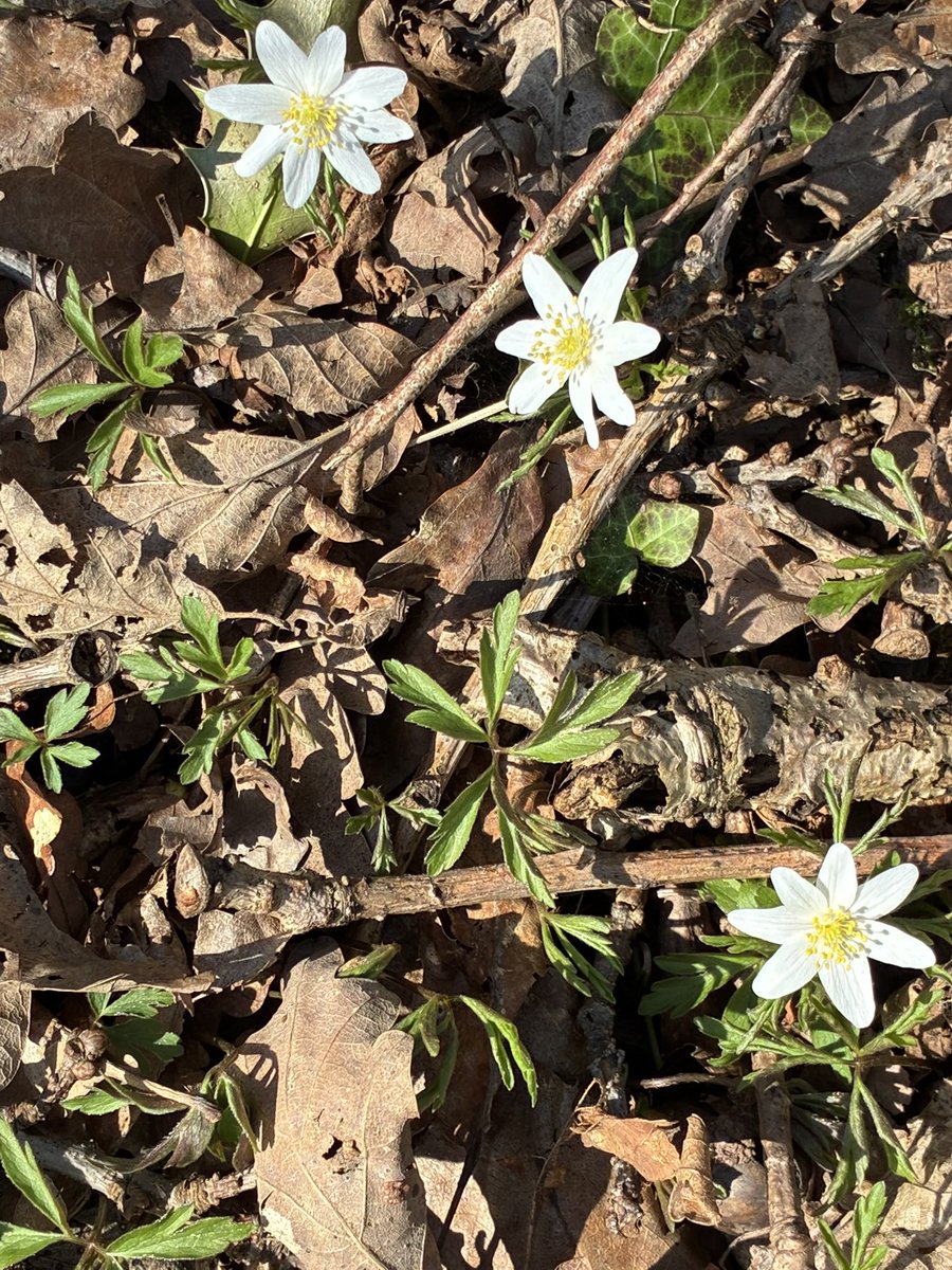 Tom Jameson 🐝 tweet media