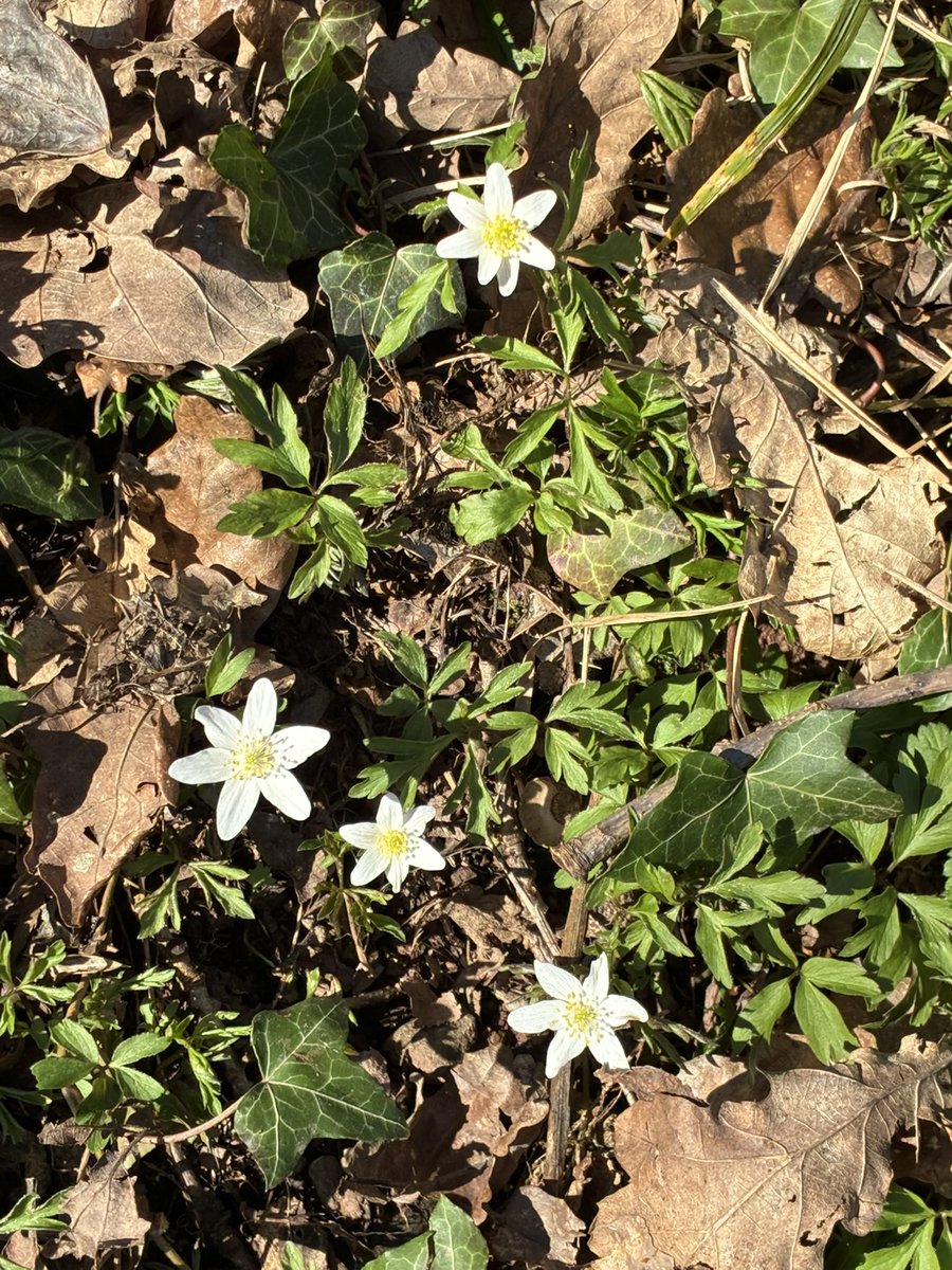 Tom Jameson 🐝 tweet media