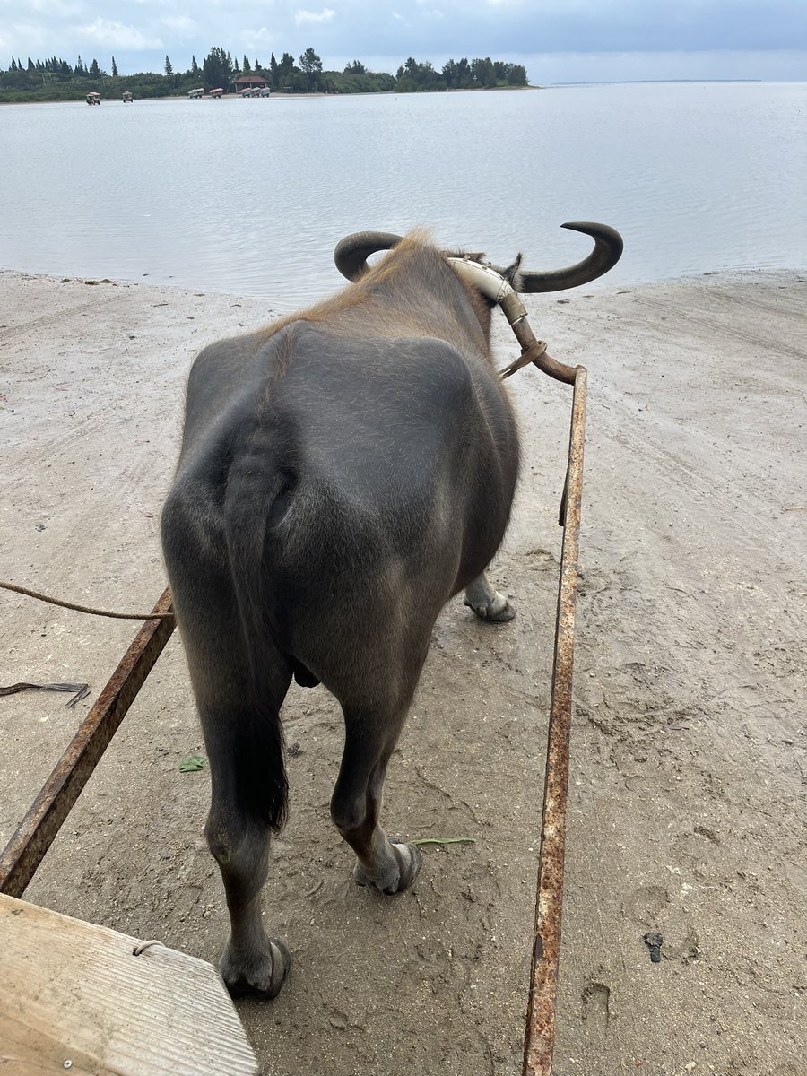 YVNG PSYCHEDELICO tweet media