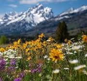 GeneVatow's tweet image. I put away
my balaclava
as the ski slopes
turn to green
Equinox
scattering wildflowers
as the mountains
groan and lean
Spring skies escape
the #overcast
of Winter's droning grey
Renewal
reaches every heart
where poets
like to play 

#vss365 #overcast 
#poetry
