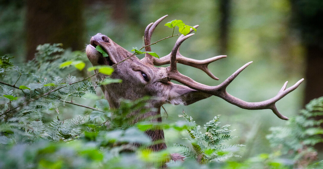 British Deer Society (BDS) tweet media