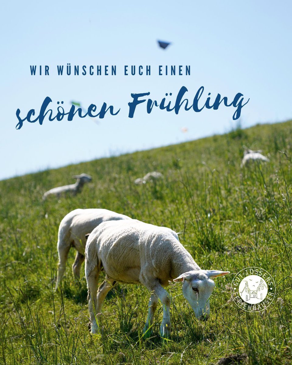 Der Frühling ist in Gut Tossens angekommen 🌸
Grüne Wiesen, Schafe am Deich und frische Nordseeluft laden zu ersten Spaziergängen und kleinen Auszeiten ein.🐑✨ #GutTossens #Meer #Nordsee
