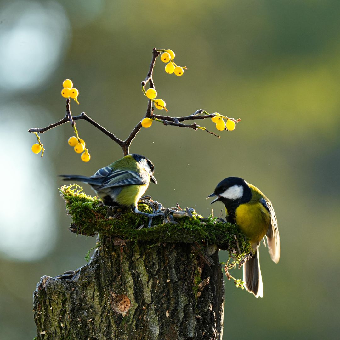 The Parks Trust tweet media