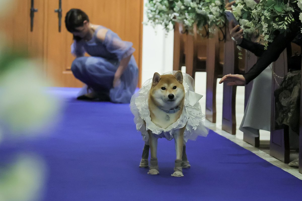 chibi_and_co's tweet photo. 犬飼いは可愛がられている愛犬の姿に何よりの幸せを感じる生き物なのでね
のそのそ歩きながら指輪２つとも落としてった𝑴𝒚 𝑺𝒘𝒆𝒆𝒕 𝑨𝒏𝒈𝒆𝒍も見てください https://t.co/eOTPVLBaoI
