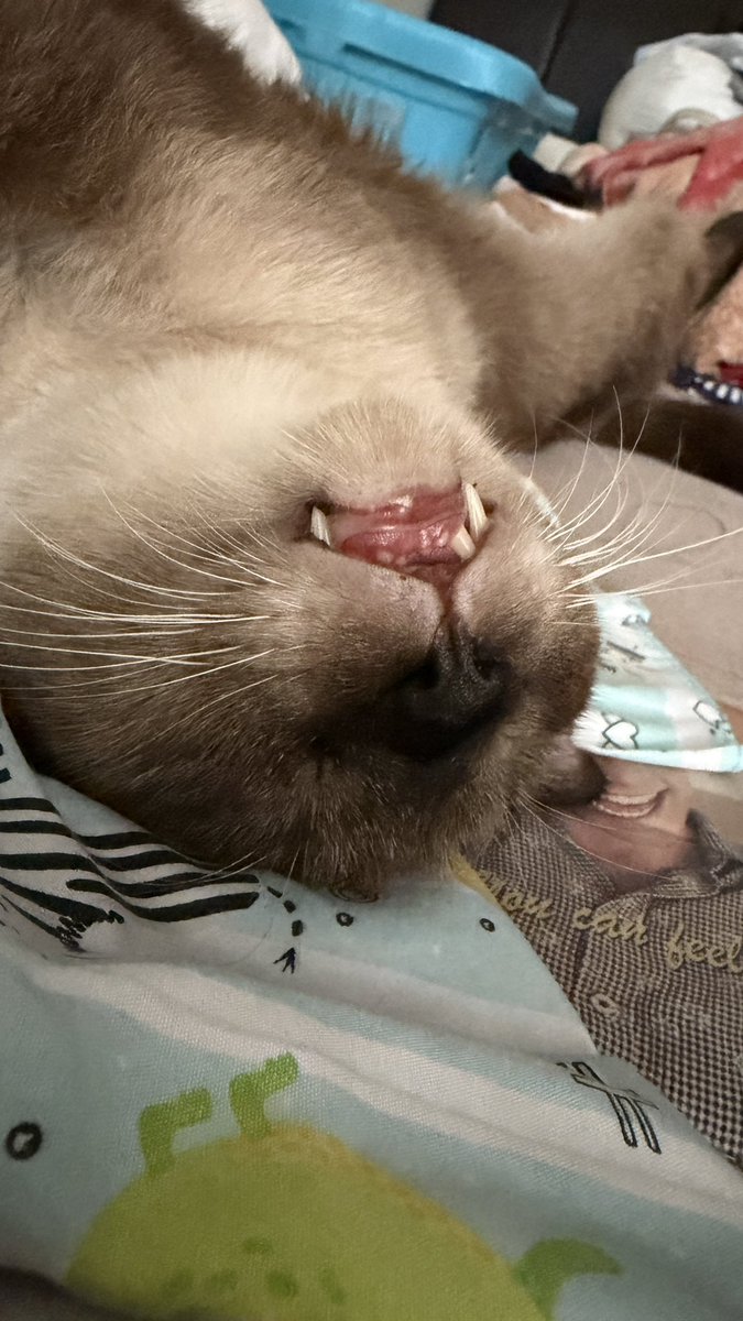 JUNOT ´･ᴗ･` tweet media